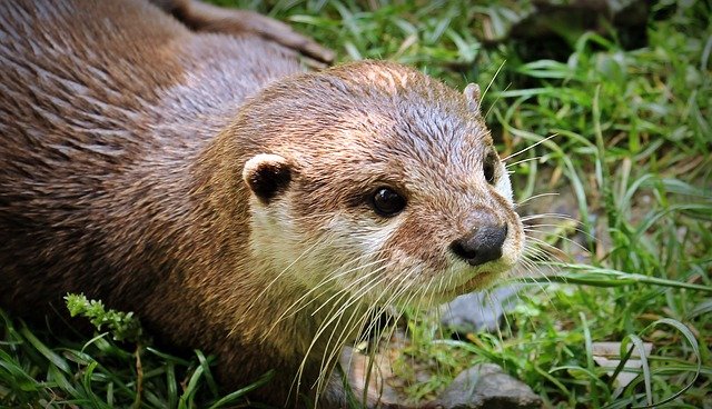 otter-1438381_640