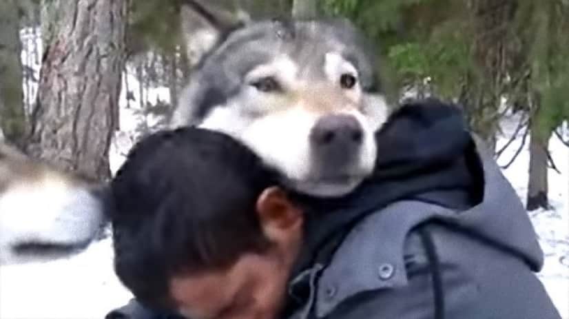 オオカミを愛し オオカミに愛された男がオオカミたちにベロリンチョされる様子 カラパイア