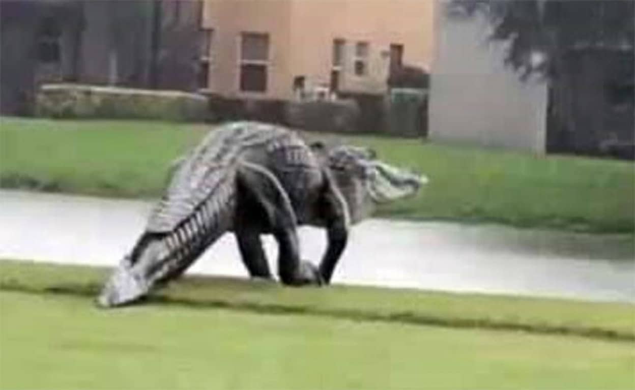 もはや恐竜 フロリダのゴルフ場に現れた脚をのばしながら歩く巨大ワニ アメリカ カラパイア もはや恐竜 フロリダのゴルフ場に現れた脚をのばしながら歩く巨大ワニ アメリカ カラパイア