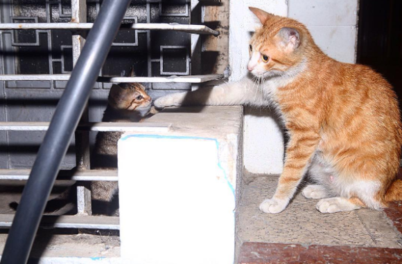野良猫たちって一日をどうやって過ごしているのだろう とある野良猫の24時間を密着レポートした記録写真 カラパイア
