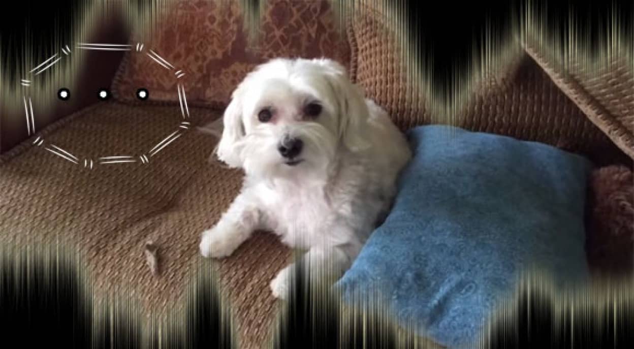 ティッシュを散らかしたのは誰 しょんぼりする犬 だがわかりやすい真犯人が カラパイア ティッシュを散らかしたのは誰 しょんぼりする犬 だがわかりやすい真犯人が カラパイア