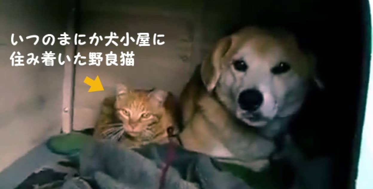 いつのまにか犬小屋に住み着いていた野良猫 いつのまにか子宝に恵まれ 犬と一緒に散歩が日課 カラパイア