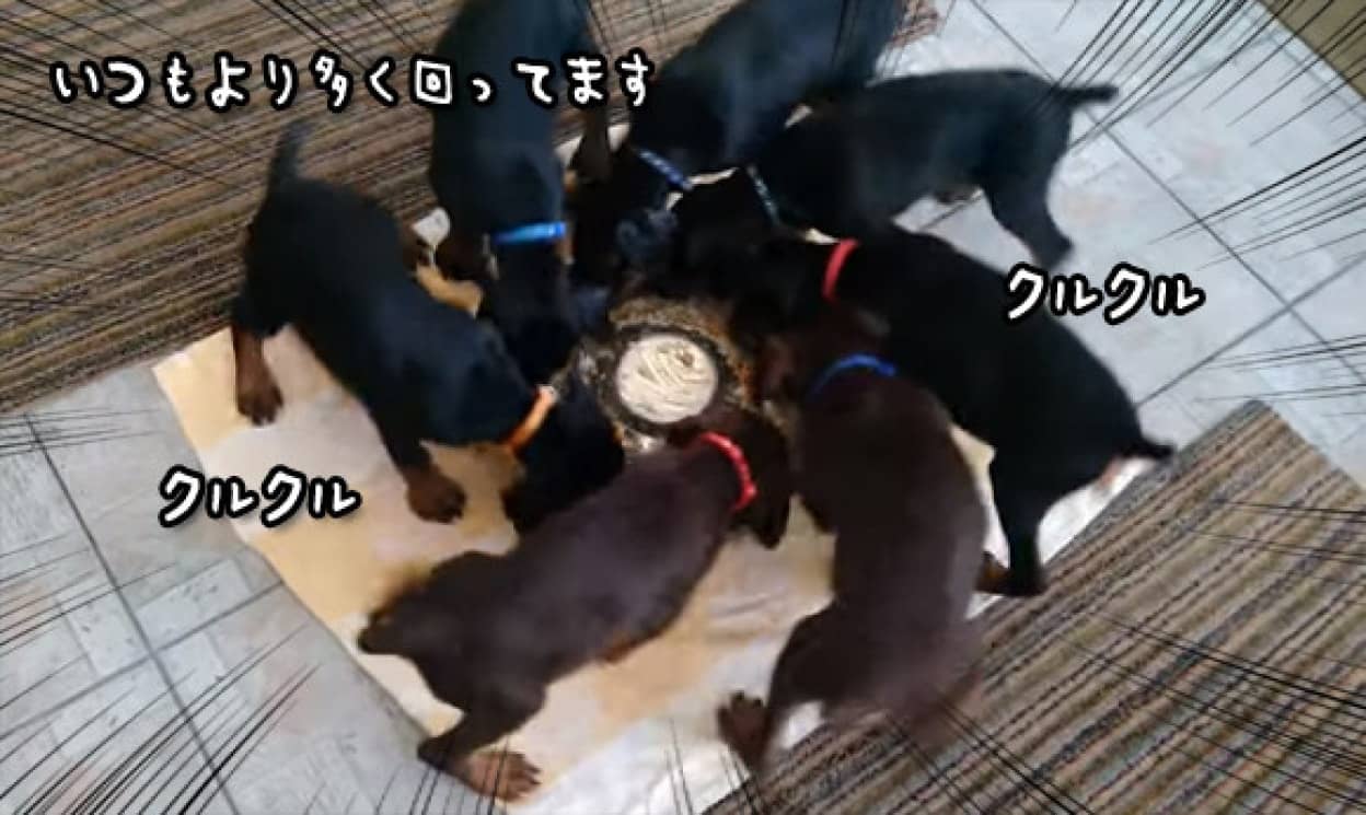 なぜ回る そして反時計まわり 回転しながらご飯を食べる7匹の犬のバター化計画 カラパイア なぜ回る そして反時計まわり 回転しながらご飯を食べる7匹の犬のバター化計画 カラパイア