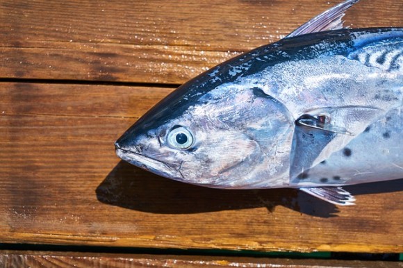 釣った魚を一旦口にくわえたら喉に詰まって窒息寸前！緊急摘出施術が行われる