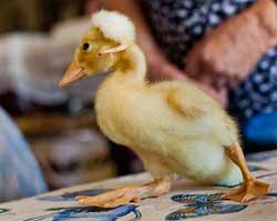 B 動物 生まれてきたアヒルの子の頭にトサカ アヒルとニワトリの雑種誕生 米アリゾナ州 カラパイア