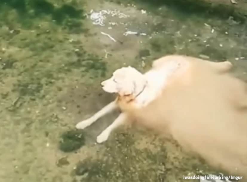 犬の体が水に溶けだしている だと 犬も流動液体なのかもしれない説 カラパイア 犬の体が水に溶けだしている だと 犬も流動液体なのかもしれない説 カラパイア