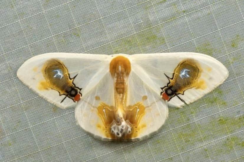 1_e1