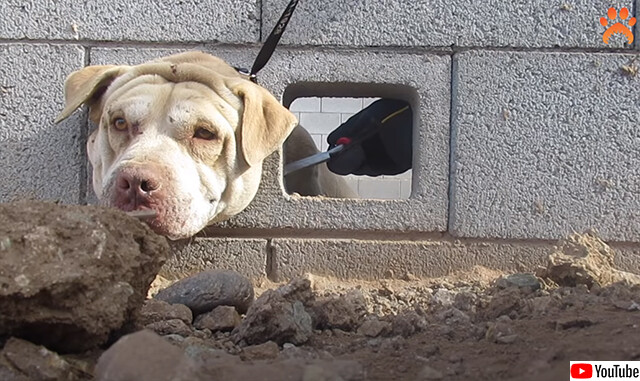 犬 詰まる ブロック塀の穴に突っ込んだ頭が抜けなくなった犬の救出大作戦 カラパイア