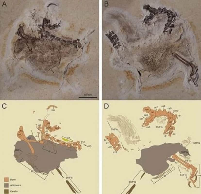 肩から針が突き出た新種の恐竜が発見される その名は 神の槍 ブラジル カラパイア 肩から針が突き出た新種の恐竜が発見される その名は 神の槍 ブラジル カラパイア