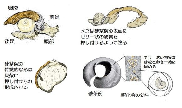 sand-collar_ed_e