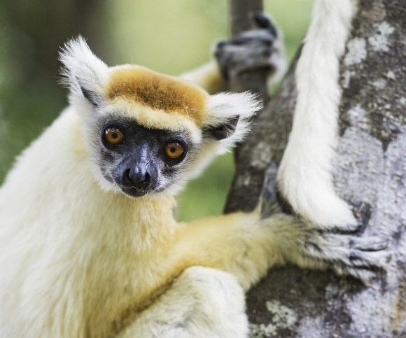 生き物ワクワクマダガスカル マダガスカルに生息する愉快なの地球の仲間たち カラパイア