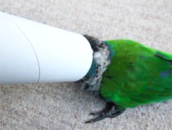 parrot_04