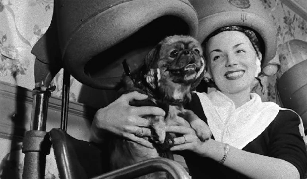 犬と人間の歴史がわかる古写真 1860年 1971年 カラパイア