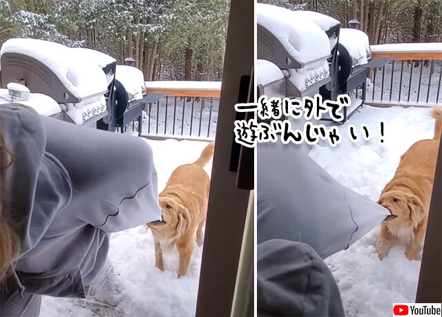 一緒に外で遊びたくて、女性の袖をくわえ雪の上に引っ張り出そうとする犬