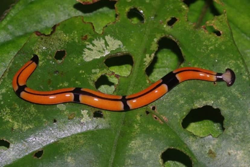 コウガイビルのあーたん ワクワクお食事タイム 今日の献立はナメクジだよーん ヌメヌメ動物閲覧注意 カラパイア コウガイビルのあーたん ワクワクお食事タイム 今日の献立はナメクジだよーん ヌメヌメ動物閲覧注意 カラパイア