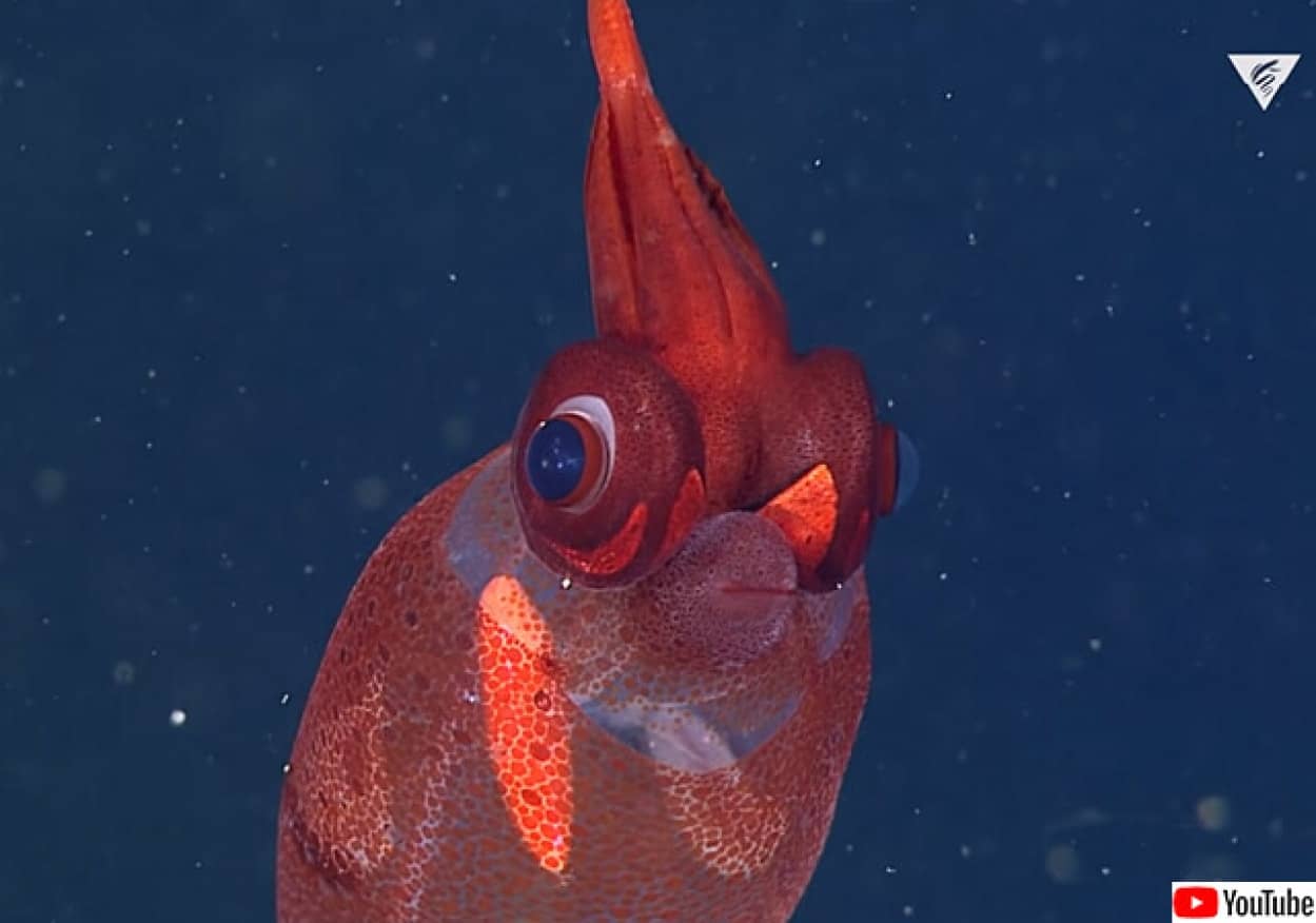 深海の生物たちの素晴らしい動画