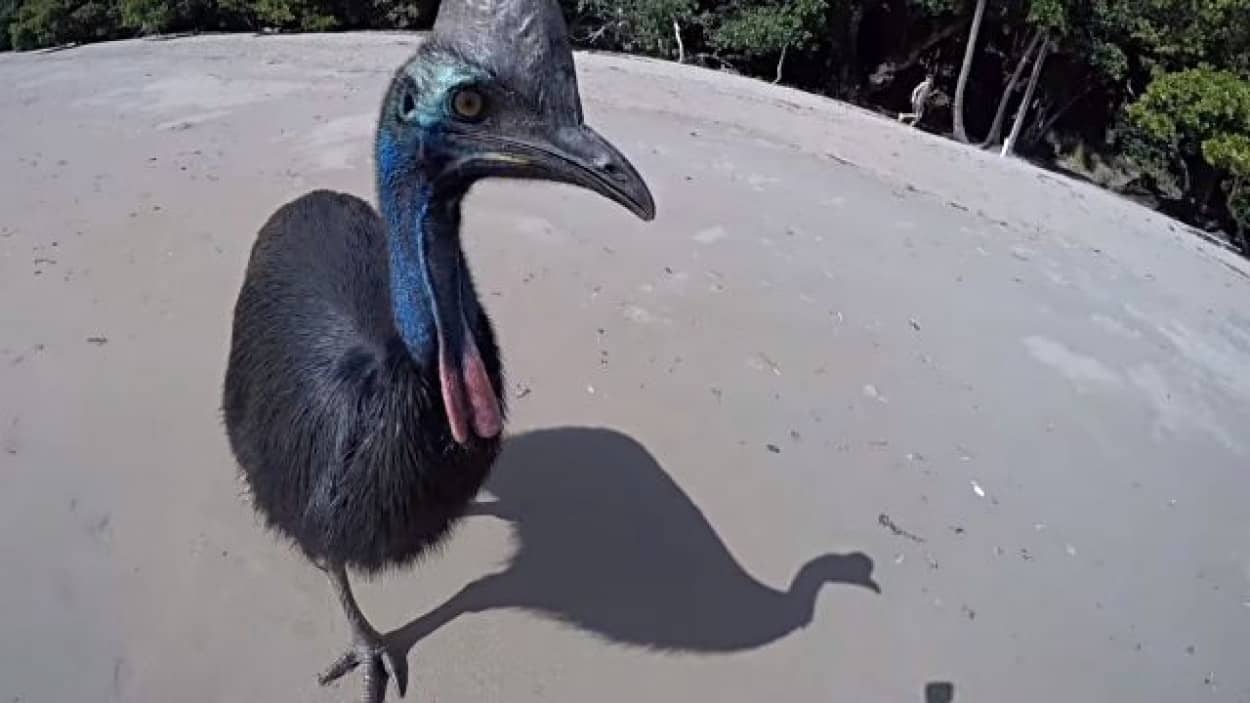 ヒクイドリが追いかけてくるよう 世界一危険な鳥 にビーチで遭遇してしまった場合 カラパイア