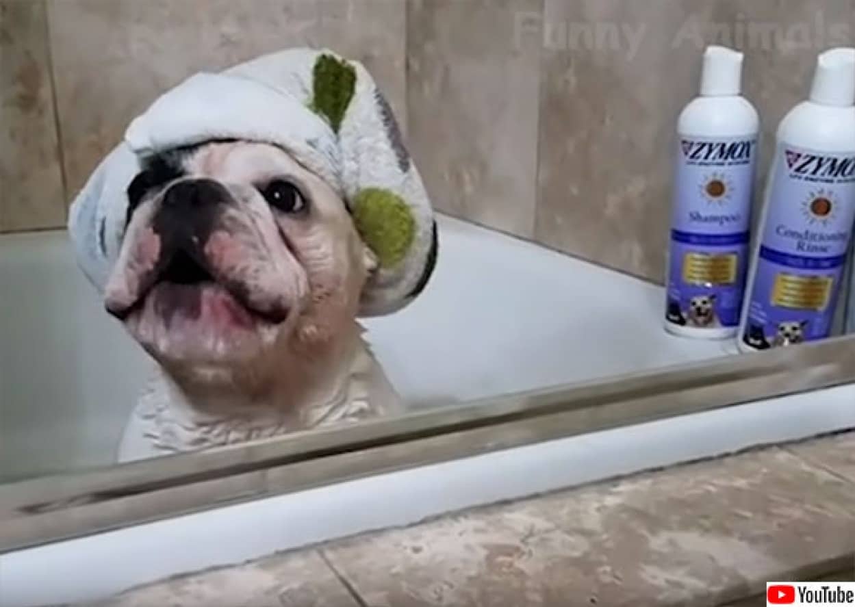 かわいいが大渋滞 犬と猫の日常がたっぷり楽しめる Youtubeの犬猫動画総集編 カラパイア かわいいが大渋滞 犬と猫の日常がたっぷり楽しめる Youtubeの犬猫動画総集編 カラパイア