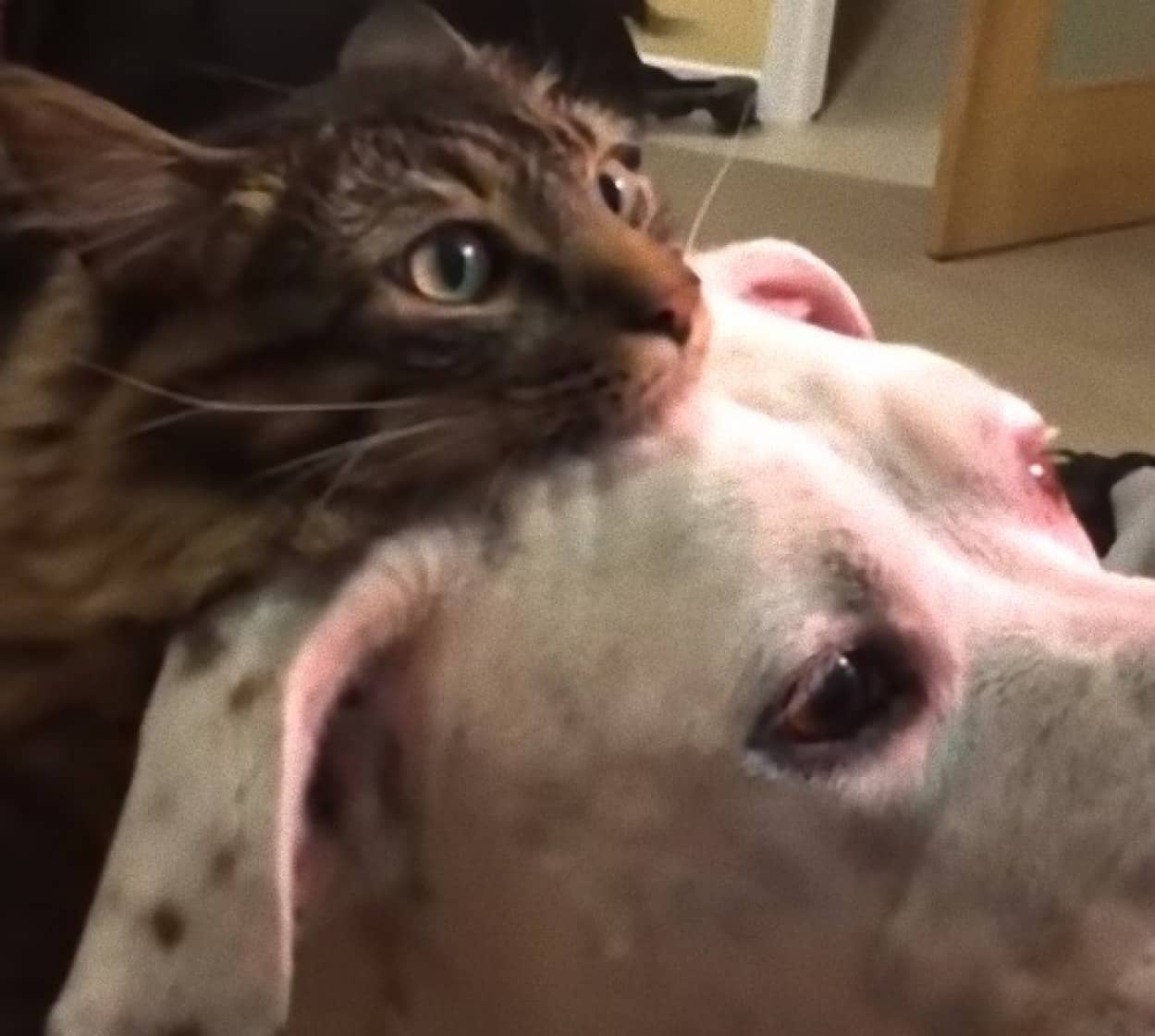 新たなる家族に釘づけになった犬と猫 いつのまにか二人羽織的合体フォーメーション カラパイア 新たなる家族に釘づけになった犬と猫 いつのまにか二人羽織的合体フォーメーション カラパイア