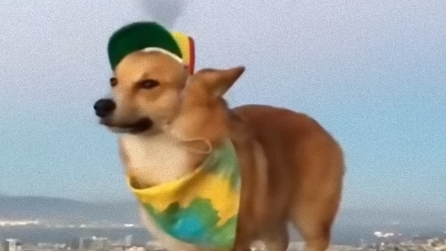corgi-3_e1