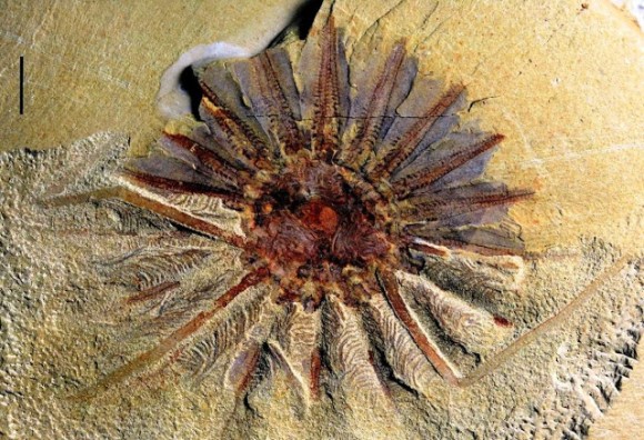 口のまわりに触手が18本 5億1800万年前の古代海洋生物が発見される カラパイア