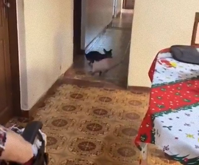 車椅子のおばあさんを気遣う犬の愛情