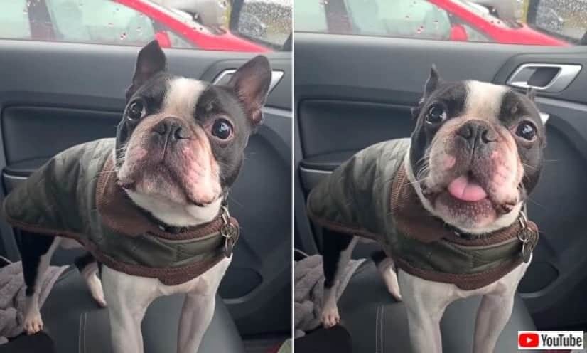 愛犬のボストンテリア お外に行きたい どうしても しかしお外は寒かった 車に戻ってきた結果 カラパイア