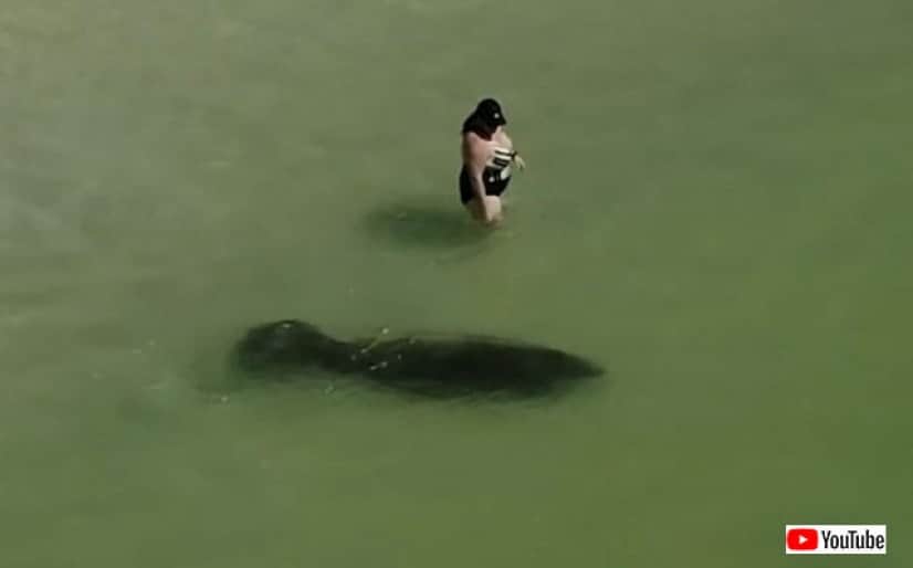 マナティーが仲間になりたそうに近づいてきた カラパイア