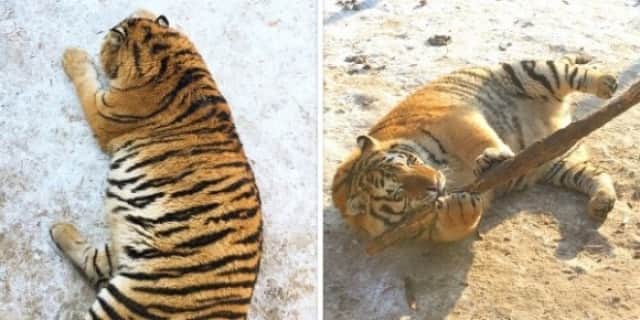 野性味ゼロのわがままボディ もはや 太った大型猫 状態のシベリアトラ 中国 カラパイア 野性味ゼロのわがままボディ もはや 太った大型猫 状態のシベリアトラ 中国 カラパイア