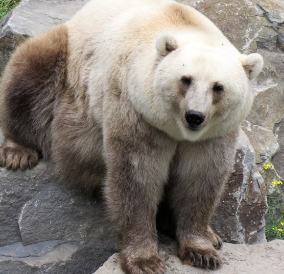 ホッキョクグマとハイイログマのハイブリッド種、ピズリーが増殖中