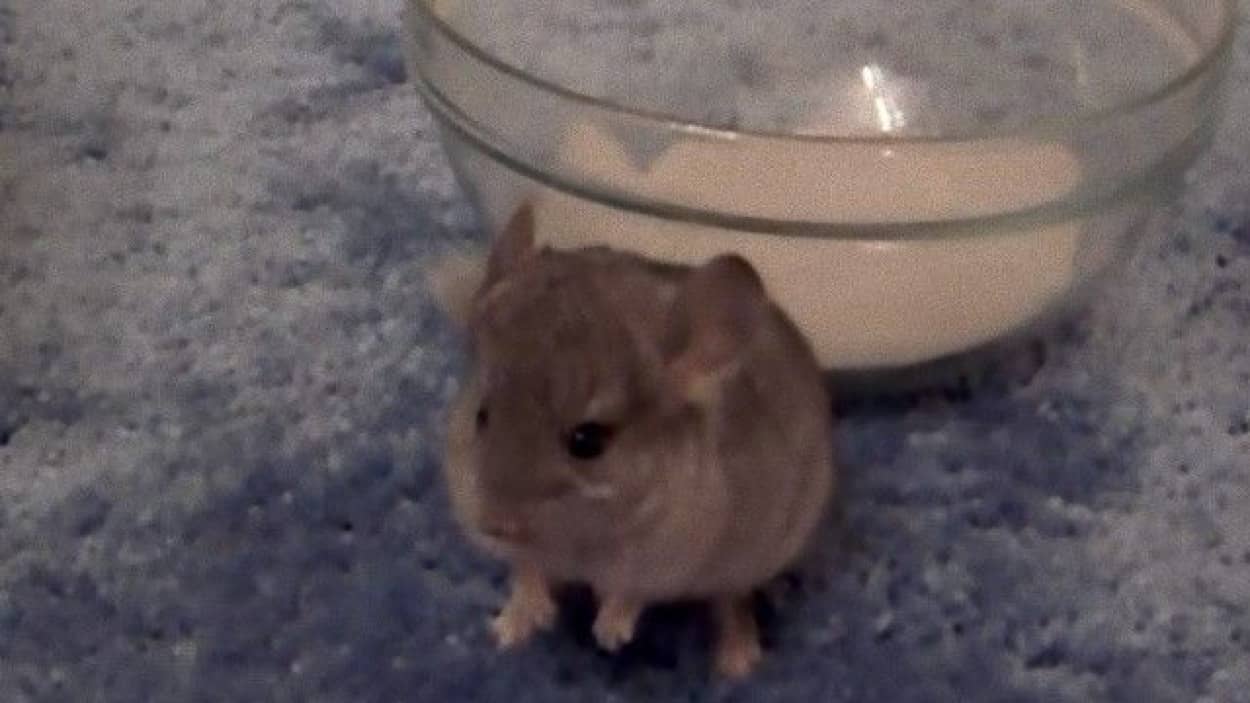 チンチラの赤ちゃん はじめての砂浴び そこに先輩チンチラがやってくるよ カラパイア