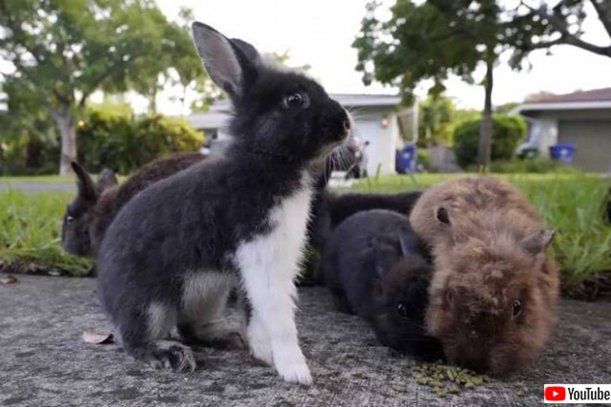 フロリダでペット用のウサギが町を侵略