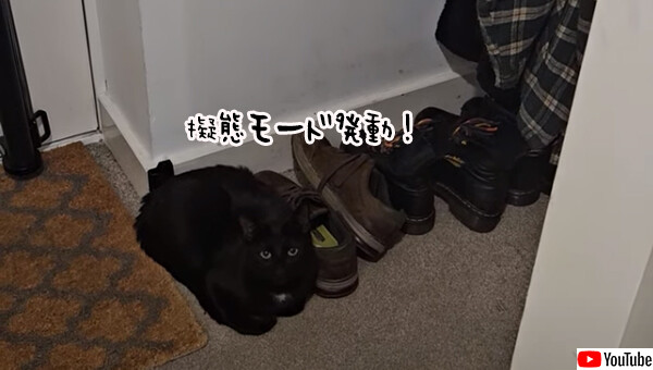 黒猫の擬態モード発動！さて何に変身しているのでしょうか？