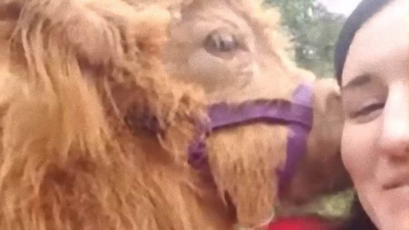 生まれてすぐ脳に障害を負い1匹ぽっちだった子ウシ 犬たちと暮らし兄弟のようになる カラパイア 生まれてすぐ脳に障害を負い1匹ぽっちだった子ウシ 犬たちと暮らし兄弟のようになる カラパイア