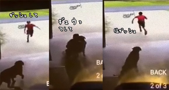 16年 カラパイアで最も読まれた10の動物記事 カラパイア