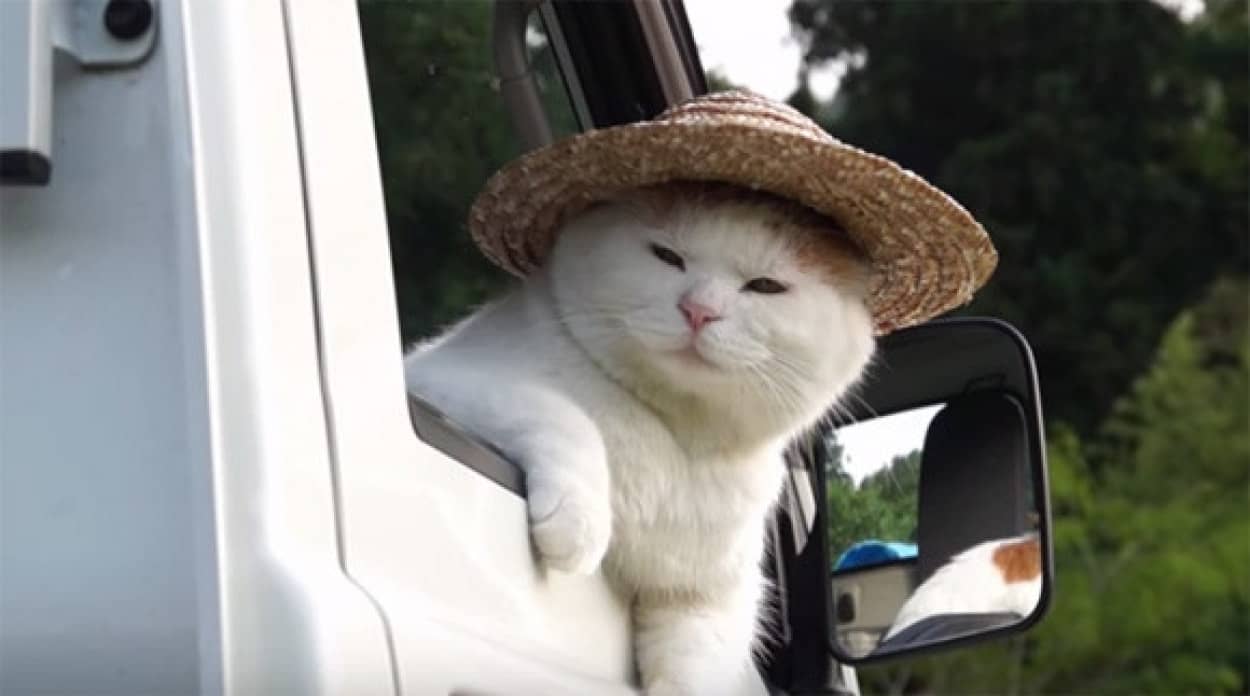 軽トラに乗る猫のシロさんの貫録ぱねぇっす カラパイア 軽トラに乗る猫のシロさんの貫録ぱねぇっす カラパイア
