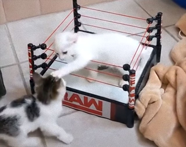これはかわいい場外乱闘。ライオンハートを持つ子猫たちのレスリング