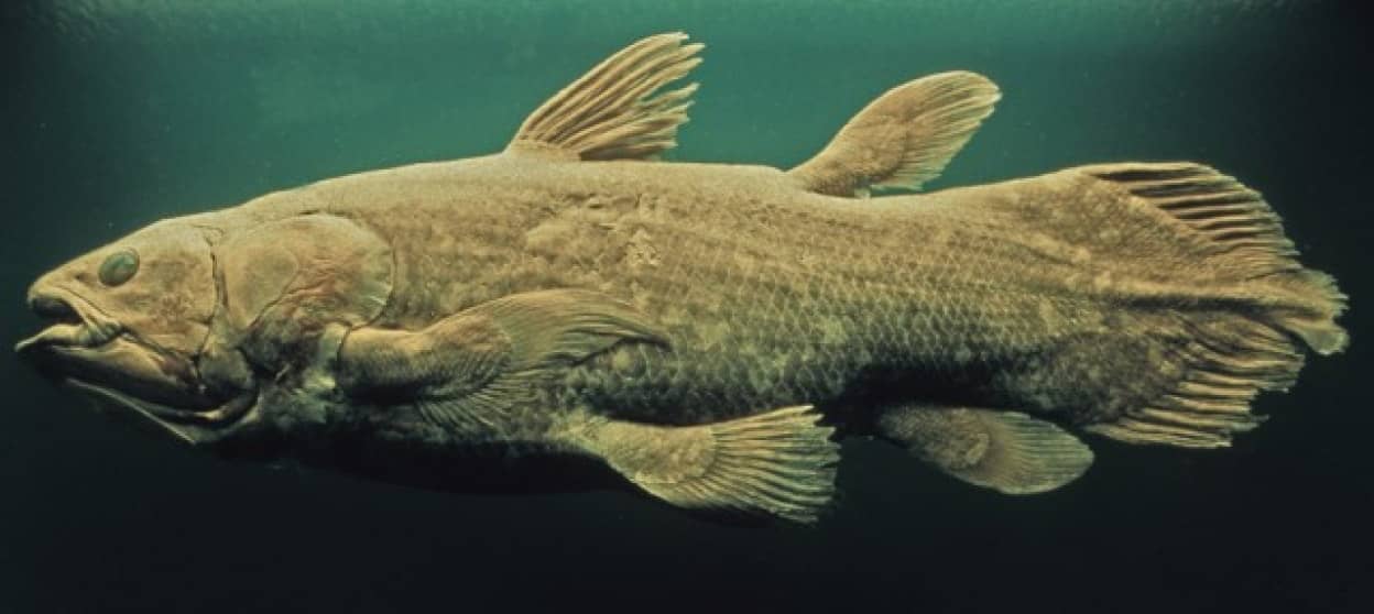 再発見された古代魚、シーラカンスが絶滅の危機に直面