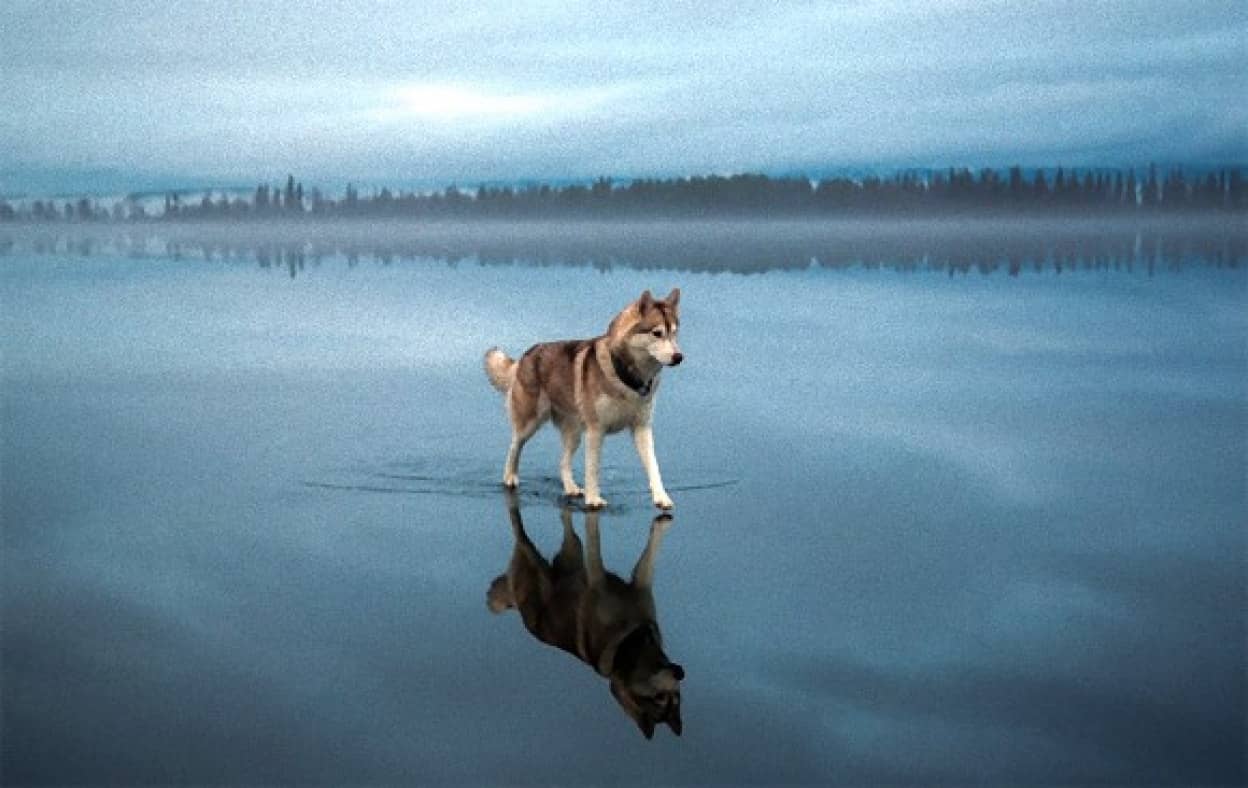 まるで水上散歩 凍った湖の上を歩く美しきシベリアンハスキー ロシア カラパイア まるで水上散歩 凍った湖の上を歩く美しきシベリアンハスキー ロシア カラパイア
