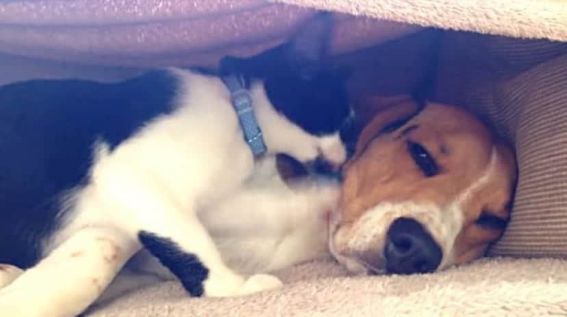catndoglove1