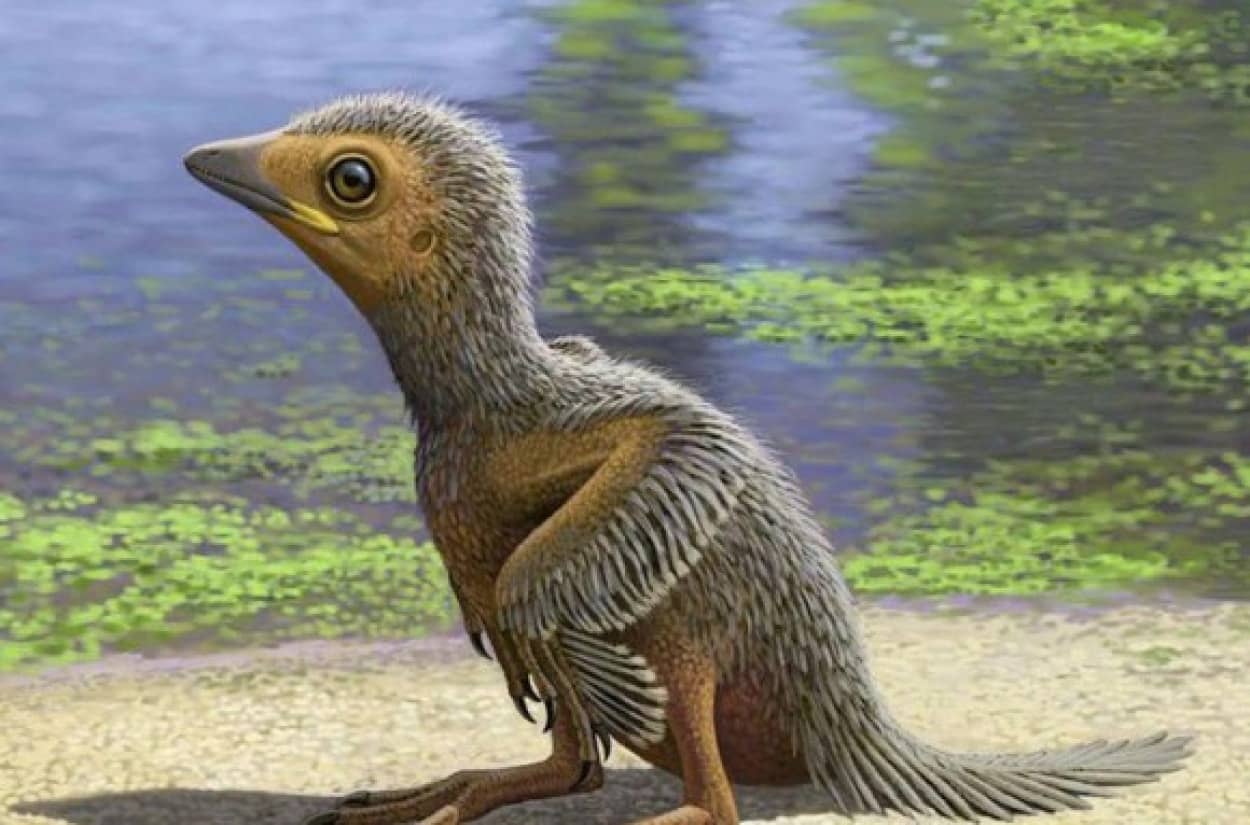 鳥の進化を解き明かす1億2700万年前のエナンティオルニスの雛 ヒナ の化石 カラパイア