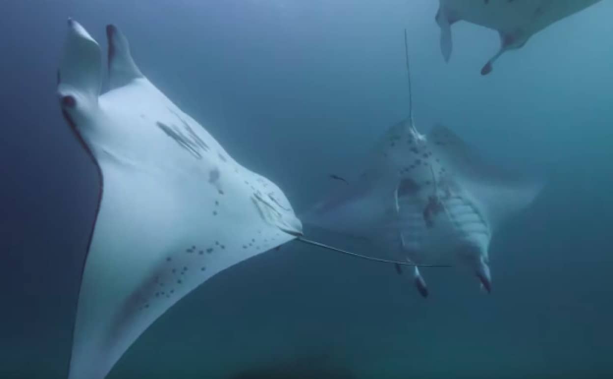 manta1