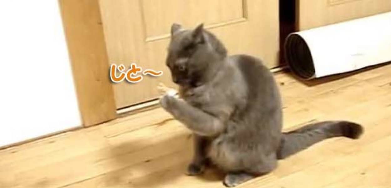 猫 じっと手を見る カラパイア 猫 じっと手を見る カラパイア