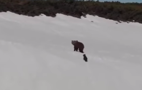 bear0_e