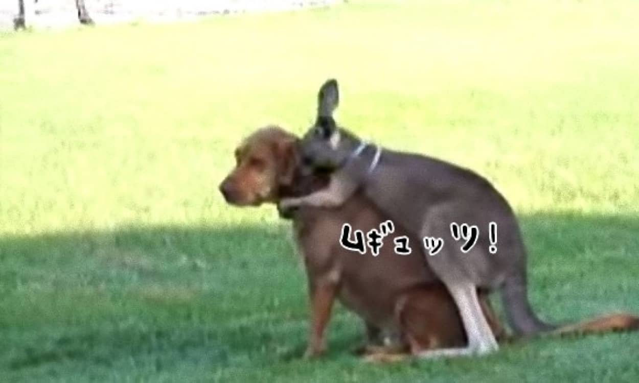 アニマルフレンズ感炸裂 後ろからムギュッ カンガルーが犬に抱きつく瞬間が頭ポンポンを超えるレベル カラパイア