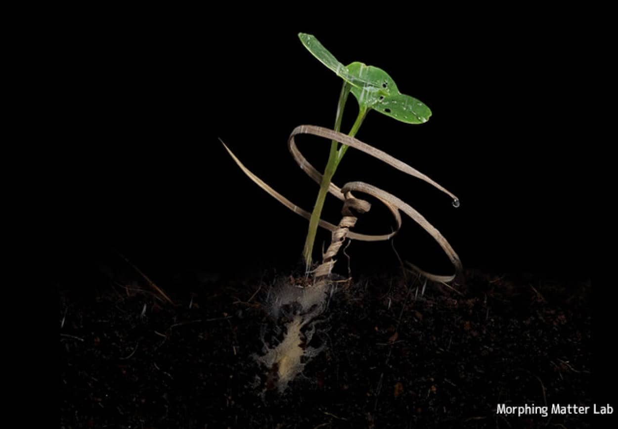 植物の発芽を補助する装置