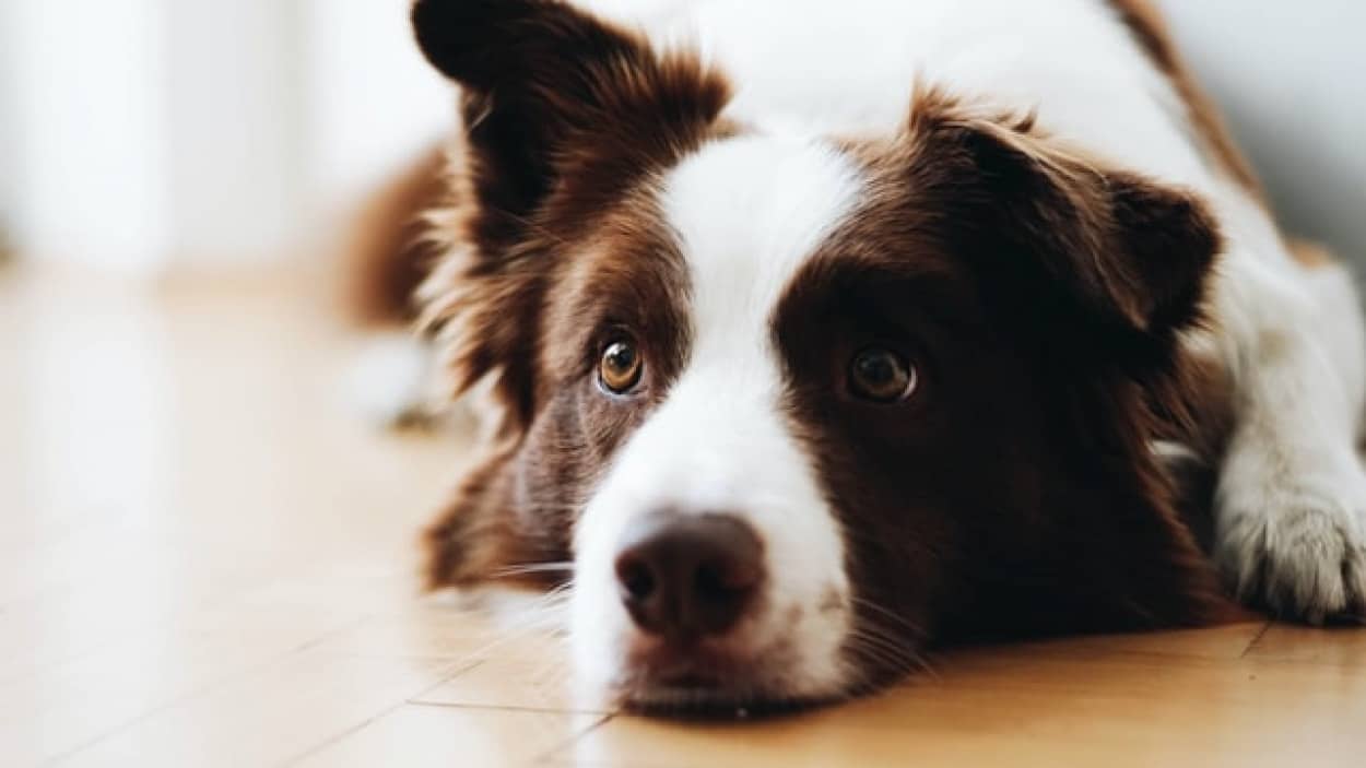 犬は言語に違いを認識できる