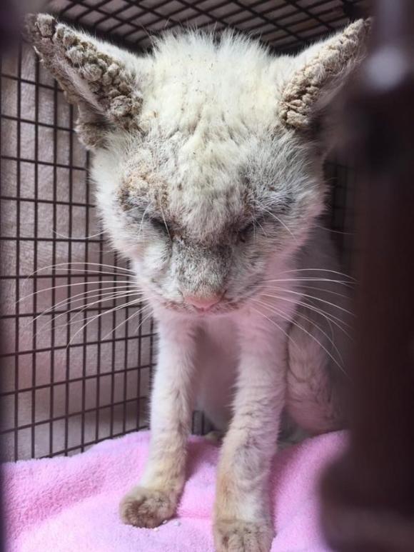 ボロボロの状態で保護された野良猫 実は美しいオッドアイの白猫だった カラパイア ボロボロの状態で保護された野良猫 実は美しいオッドアイの白猫だった カラパイア