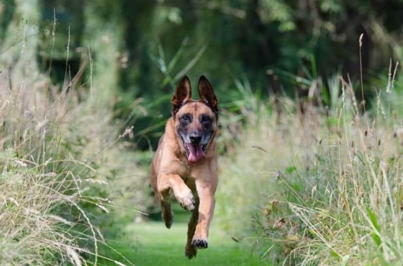 running-dog-gecb49e622_640_e