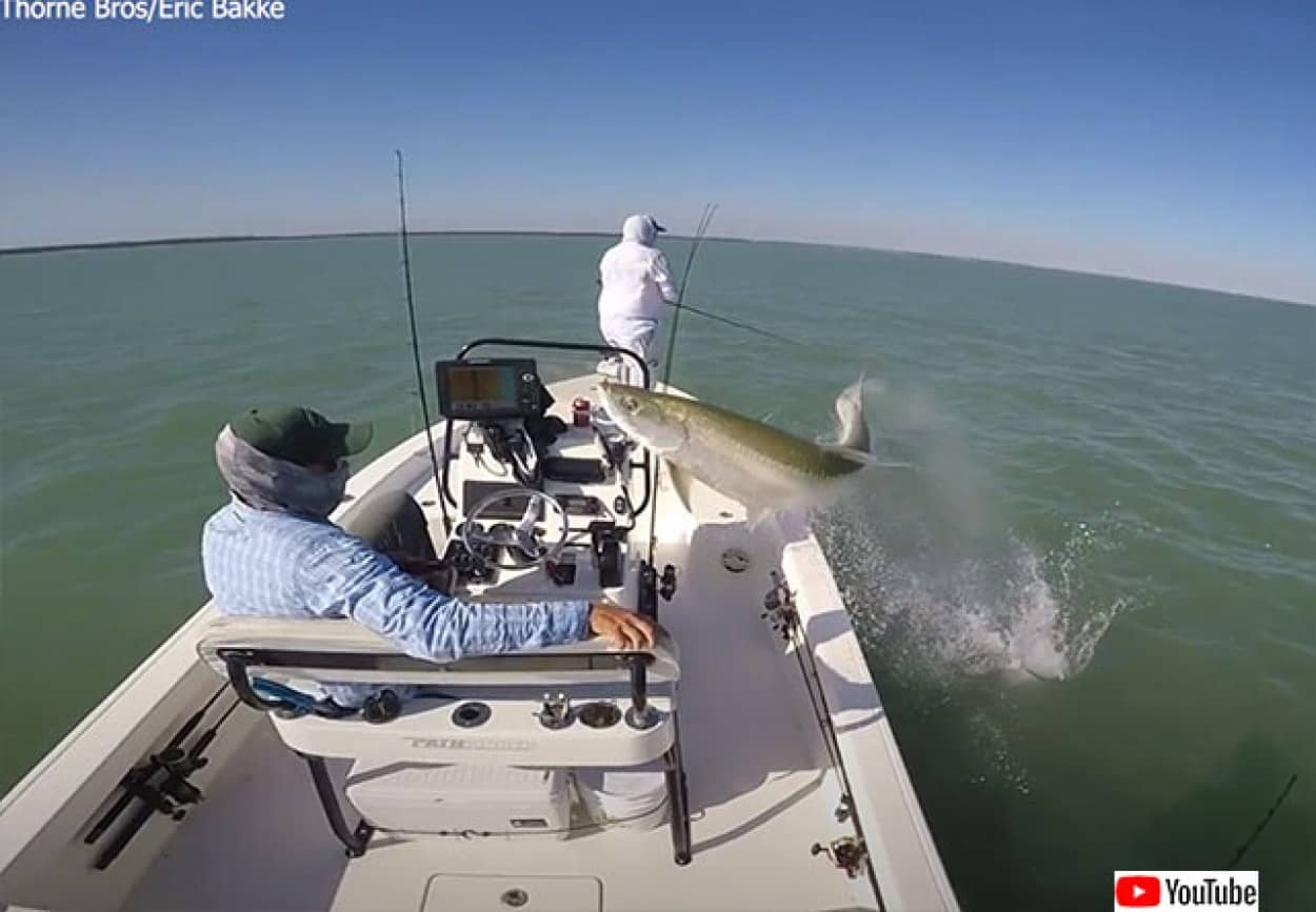 ボートめがけてジャンプし、水中に戻っていく巨大魚ターポン